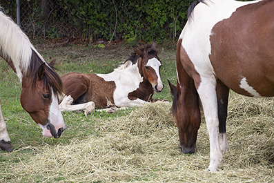 Chincoteague Wild Ponies : Personal Photo Projects : Photos : Richard Moore : Photographer